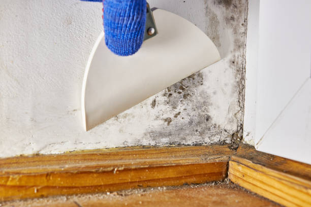 Dehumidification Services in Pacific, MO